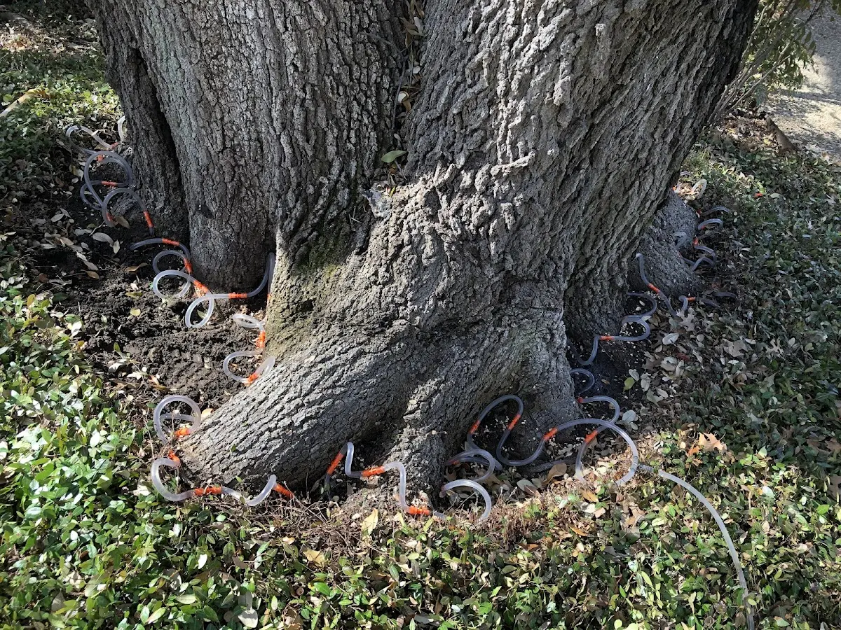 Detailed Tree Cabling and Bracing job site in Chandler