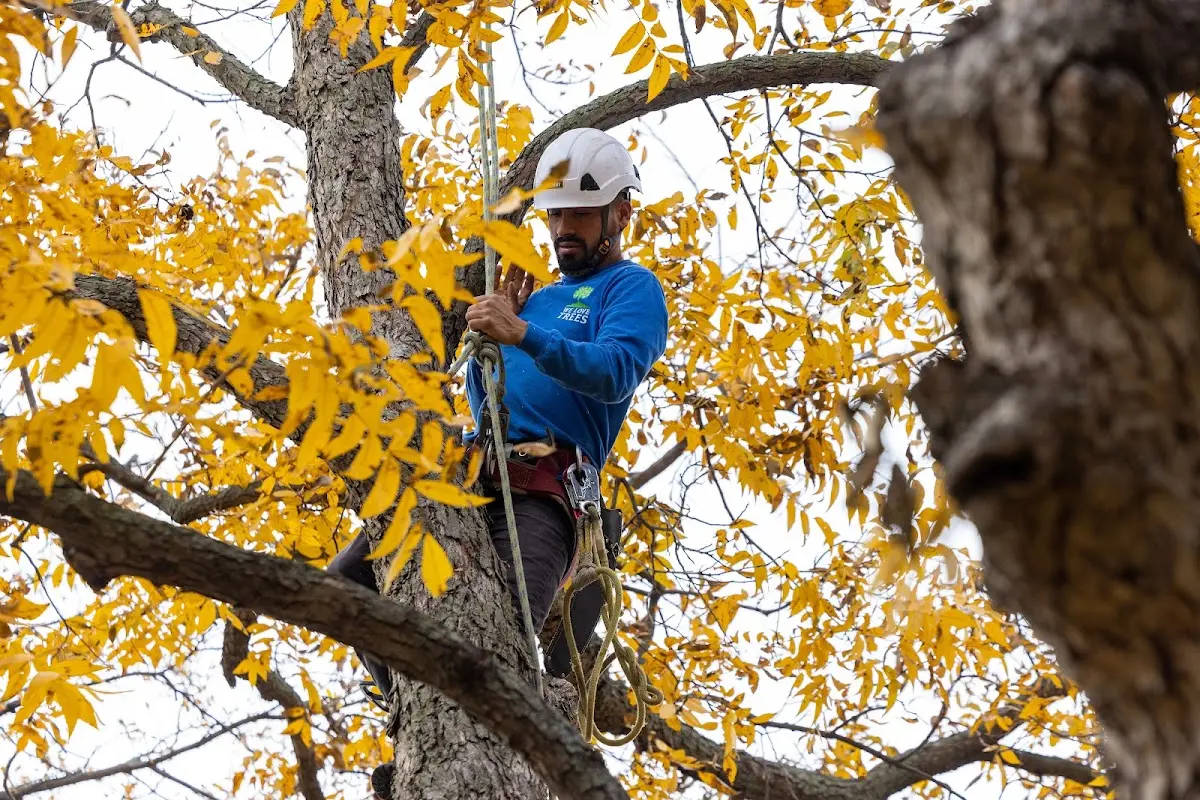 Skilled Tree Trimming crew working in Chandler